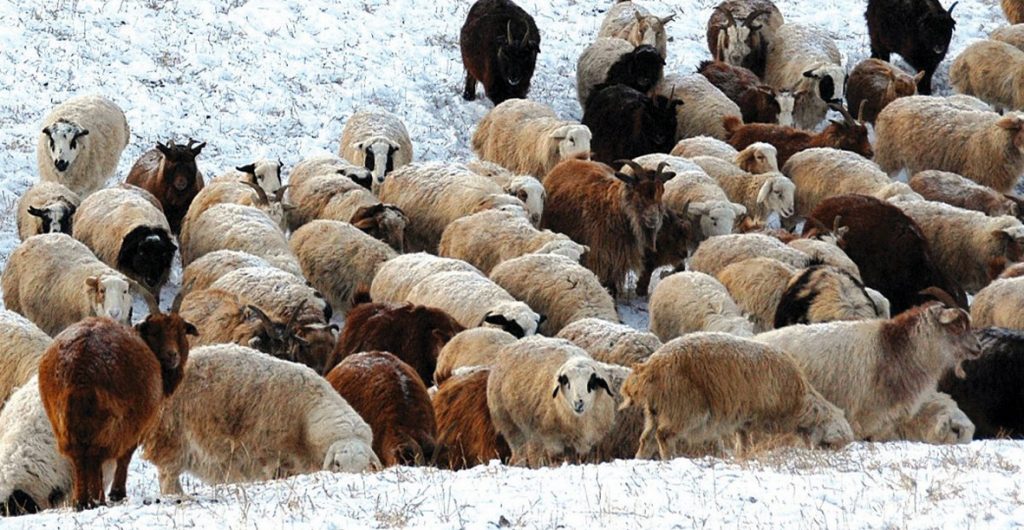 Монголд хамгийн ашигтай ажил уг нь малын тэжээл бэлтгэх юм