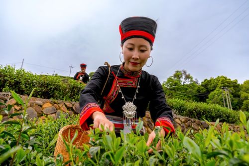 Цай анхилсан хөгжлийн зам