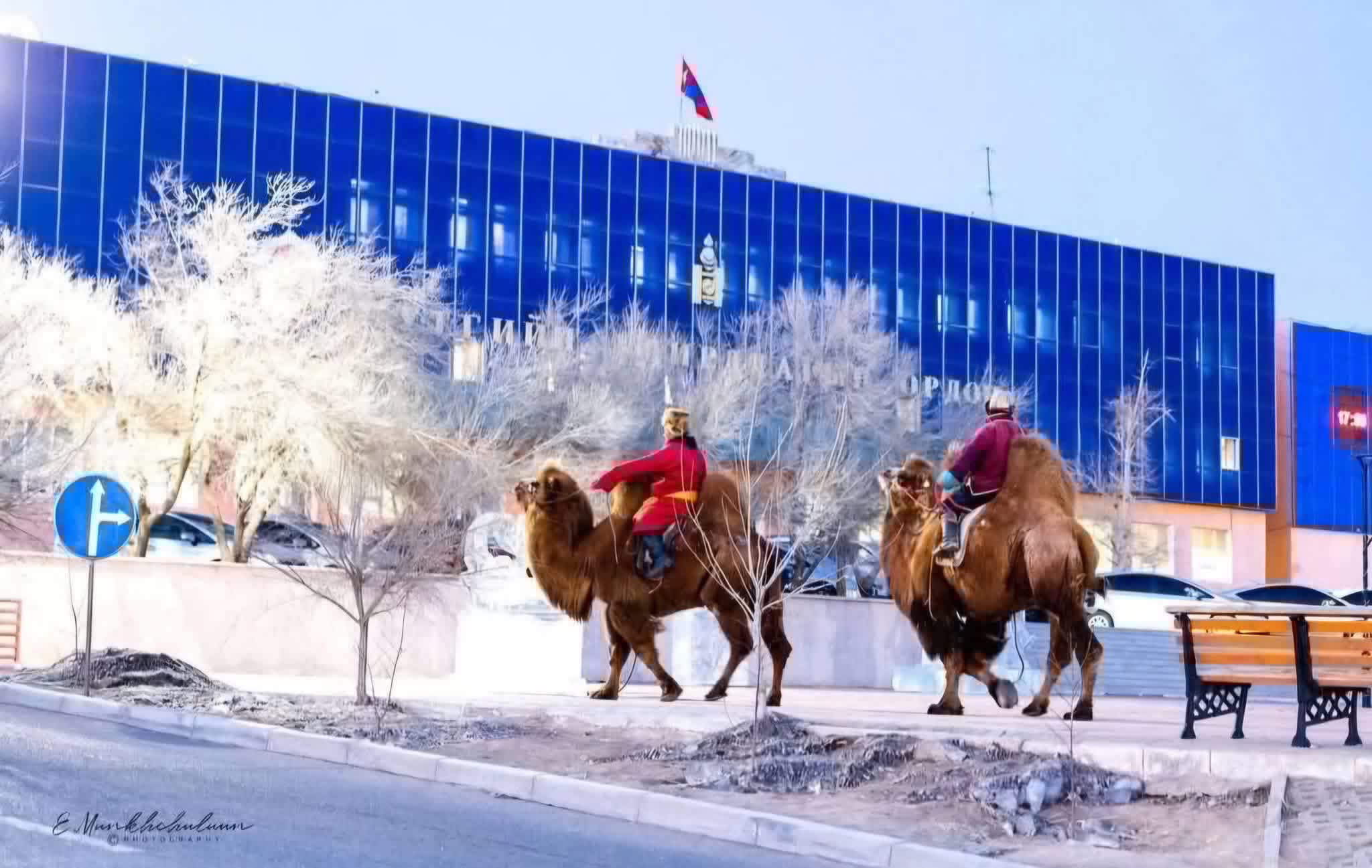 Томруулж харах Дундговь аймагт болох тэмээний баяр руу Улаанбаатараас үнэгүй автобус явна