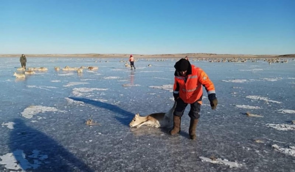 Мөсөн дээр наалдаж, хөлдсөн 1000 гаруй зээрийг нуураас гаргажээ