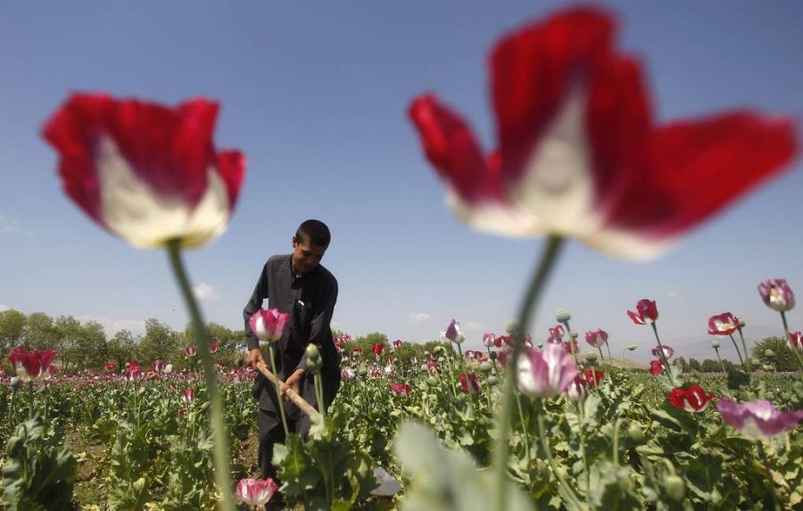 Талибууд Афганистанд намуу цэцэг тариалахыг хоригложээ