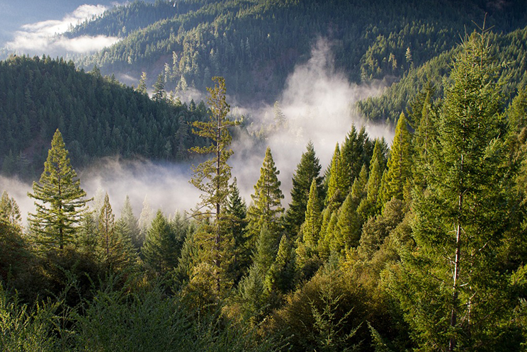 ЮНЕСКО-д бүртгэлтэй Увс нуурын хотгорын ой нүүрсхүчлийн хий ялгаруулдаг 10 ойн нэгд нэрлэгдэж эхэлжээ