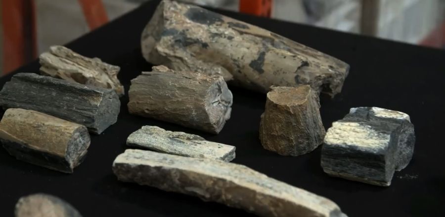 ДАРХАН-УУЛ: Палеонтологийн ховор олдворуудыг худалдахаар бэлтгэж байсан хэргийг илрүүлжээ