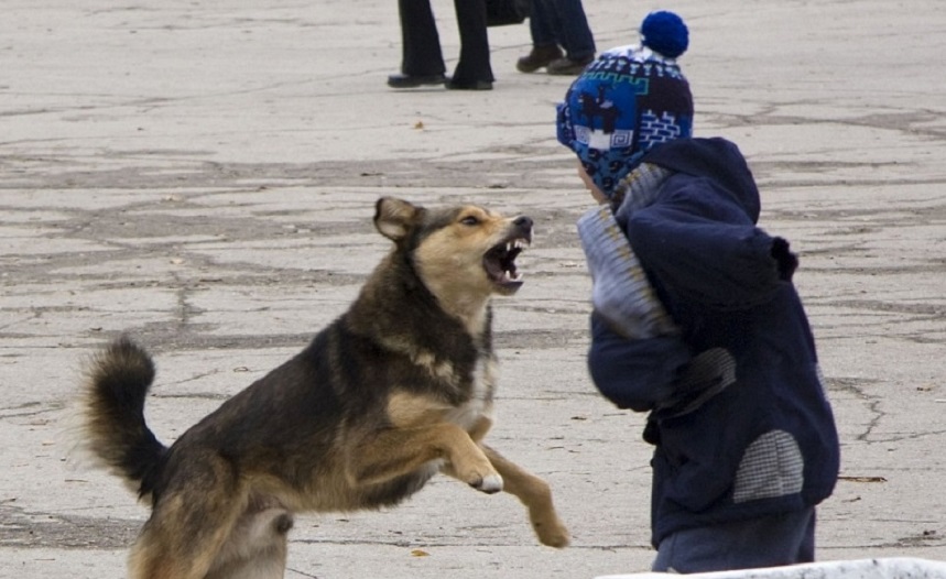 СЭРЭМЖЛҮҮЛЭГ: Тэжээвэр нохой бага насны хүүхдийг хазаж, гэмтээжээ