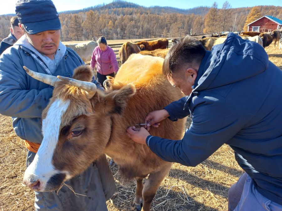 Мал, амьтны гоц халдварт өвчний эсрэг яаралтай дархлаажуулалтын сарын аяныг эхлүүлнэ