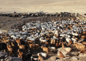 Т.Баярхүү: Улсын хэмжээнд хонин толгойд шилжүүлснээр 123 сая мал өвөлжих урьдчилсан дүн гарлаа